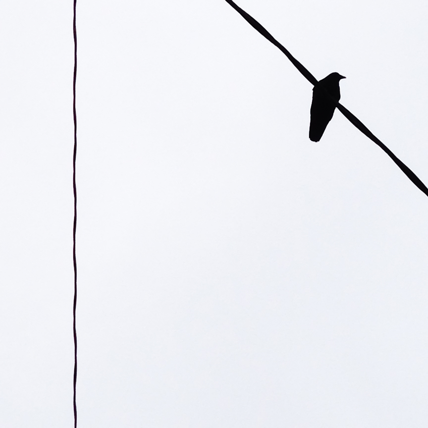 Crow on a wire by Marili Clark Photographer.