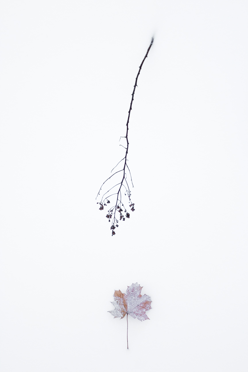 Frozen flowers by Marili Clark Photographer.