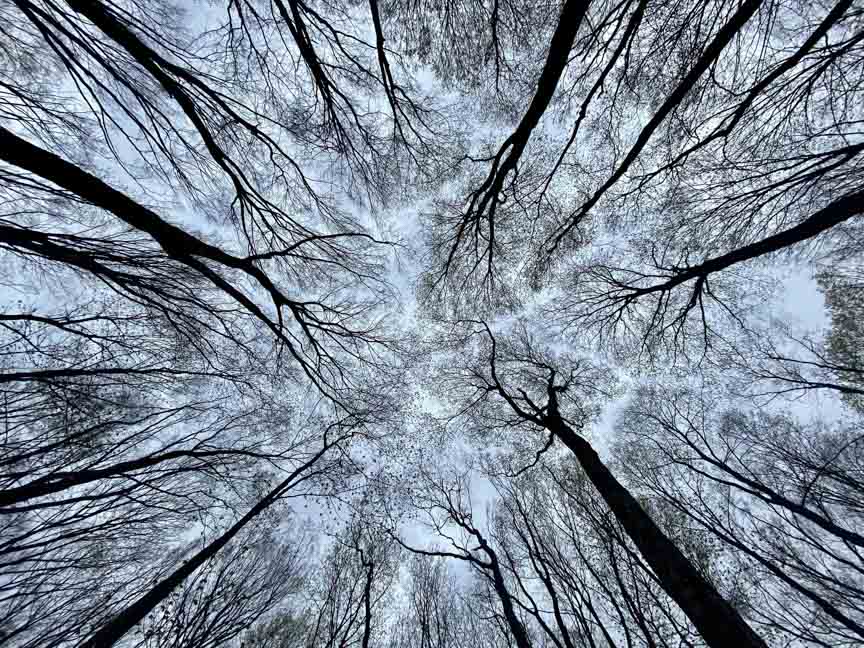 Trees by Marili Clark Photographer.