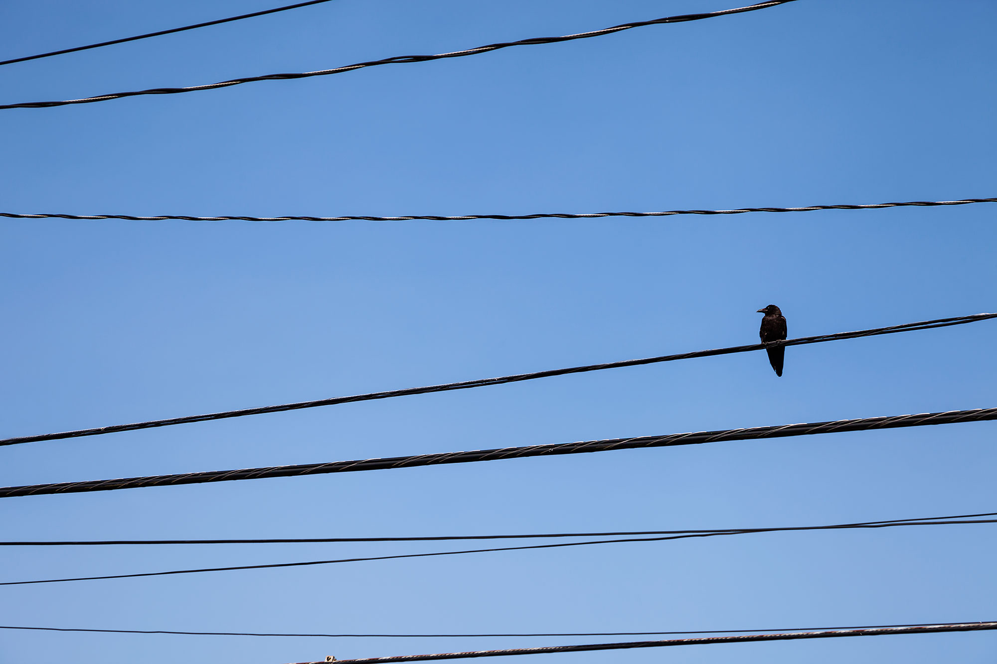 Bird on a wire by Marili Clark Photographer.