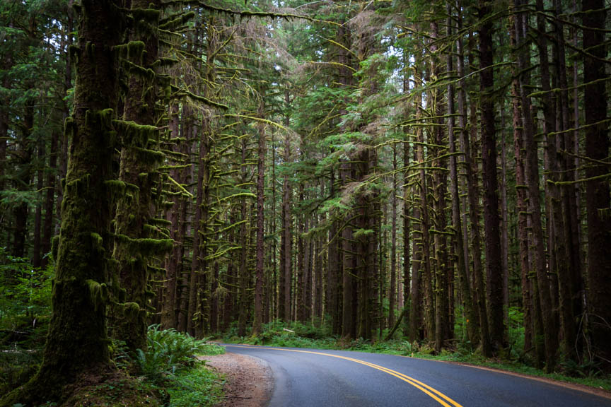 Road through the forest in Olympic National Park by Marili Clark Photographer.